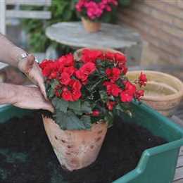 Blumenkübel - Bepflanzen mit Sommerblumen