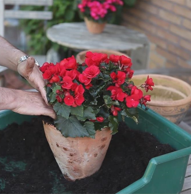 Blumenkübel - Bepflanzen mit Sommerblumen