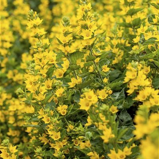 Lysimachia punctata Lysimachia punctata