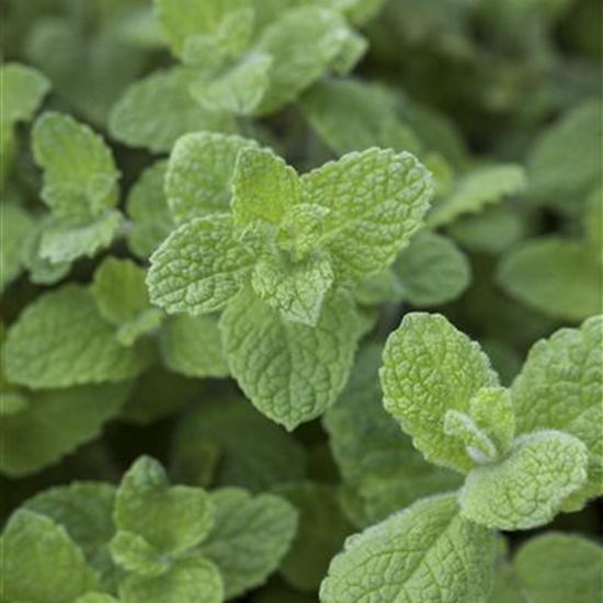 Mentha suaveolens 'Bowles Apfelminze' Mentha suaveolens 'Bowles Apfelminze'