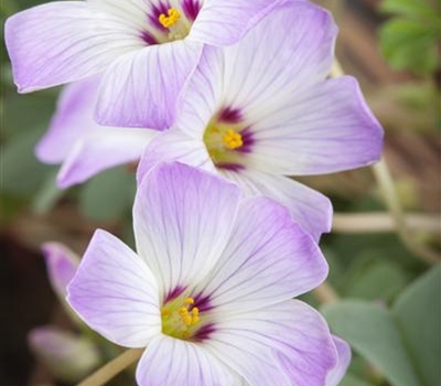Oxalis adenophylla
