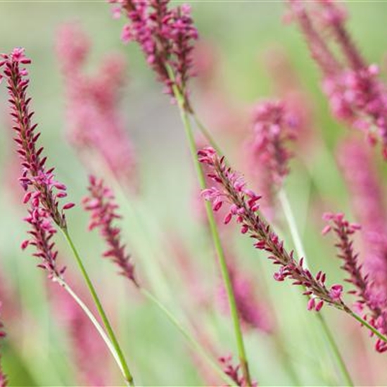 Persicaria amplexicaulis Persicaria amplexicaulis
