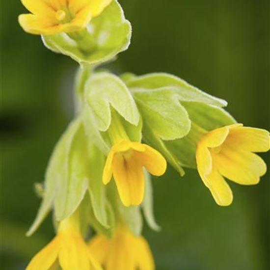 Primula veris