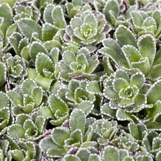 Saxifraga paniculata