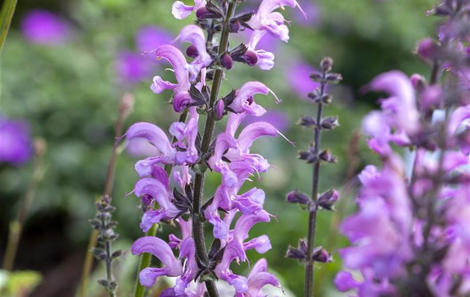 Salvia pratensis 'Rose Rhapsody'