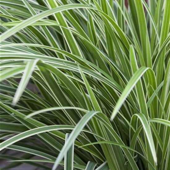Carex morrowii 'Ice Dance' Carex morrowii 'Ice Dance'