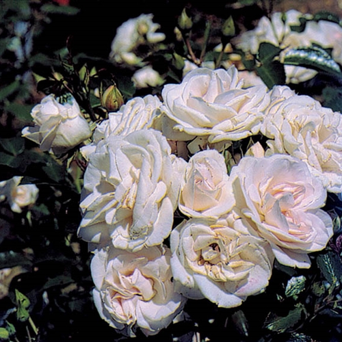 Bodendecker- + Kleinstrauchrosen Bodendecker- + Kleinstrauchrosen