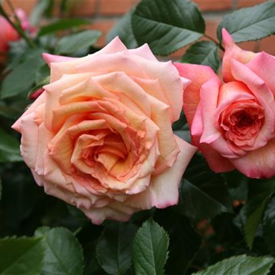 Rosa (Kletter- / Strauchrose) 'Barock' (R) Rosa (Kletter- / Strauchrose) 'Barock' (R)