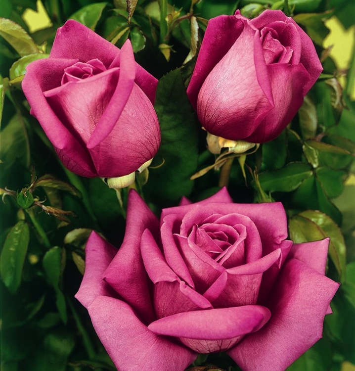 Grossblumige Rose