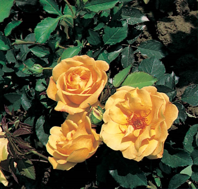 Rosa (Kletterrose) 'Goldstern ..