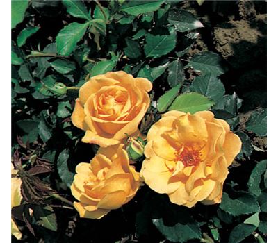 Rosa (Kletterrose) 'Goldstern'