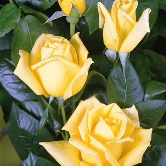 Rosa (Teehybride) 'Landora' Rosa (Teehybride) 'Landora'