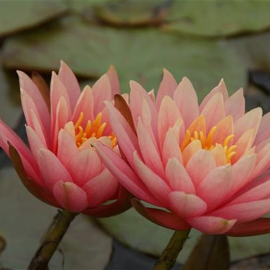 Nymphaea 'Aurora' Nymphaea 'Aurora'