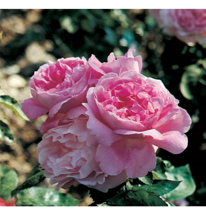 Englische Rose