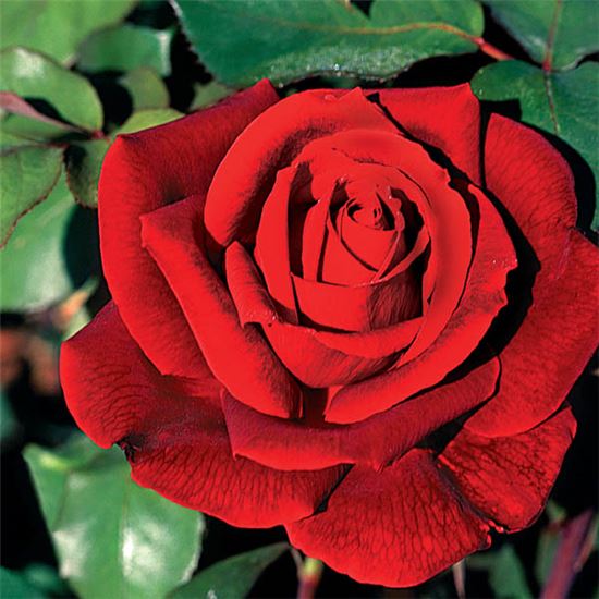 Rosa (Teehybride) 'Mister Lincoln'