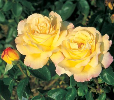 Rosa (Kletterrose) 'Climbing Mme A. Meilland'