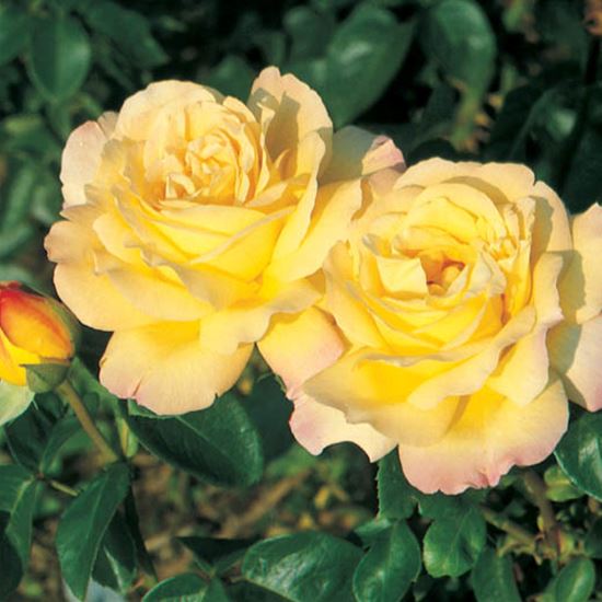 Rosa (Kletterrose) 'Climbing Mme A. Meilland'