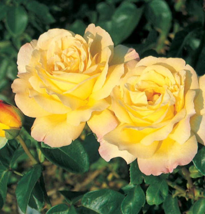 Kletterrose