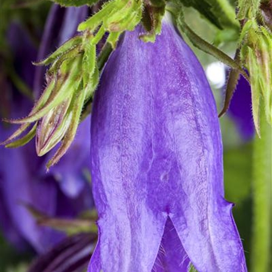 Campanula 'Sarastro' Campanula 'Sarastro'