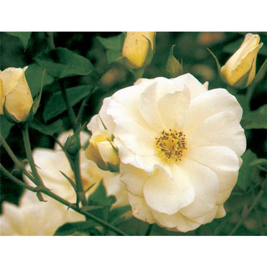 Rosa (Strauchrose) 'Schneewittchen' Rosa (Strauchrose) 'Schneewittchen'