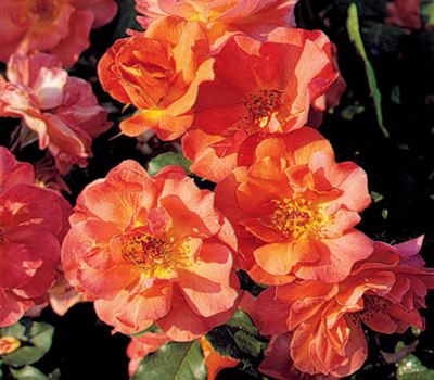 Rosa (Strauchrose) 'Westerland' Rosa (Strauchrose) 'Westerland'