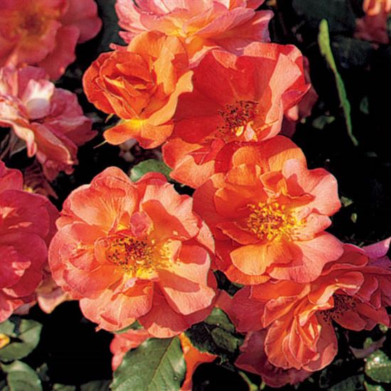 Rosa (Strauchrose) 'Westerland' Rosa (Strauchrose) 'Westerland'