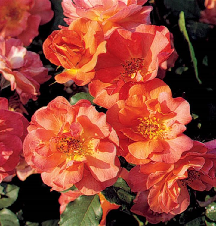 Strauchrose Strauchrose