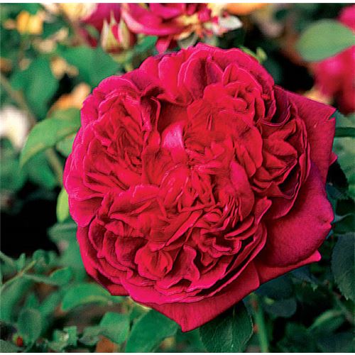 Englische Rosen Englische Rosen