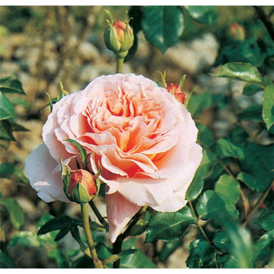 Rosa (Englische Rose) 'Abraham Darby' Rosa (Englische Rose) 'Abraham Darby'