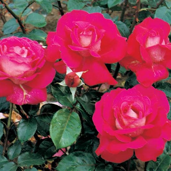 Rosa (Teehybride) 'Baronne E. de Rothschild' Rosa (Teehybride) 'Baronne E. de Rothschild'