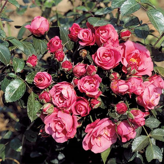 Rosa (Floribundarose) 'Bella Rosa' Rosa (Floribundarose) 'Bella Rosa'