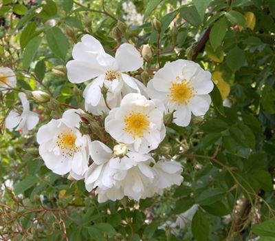 Rosa (Kletterrose) 'Bobbie James'