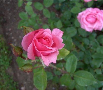 Rosa (Teehybride) 'Carina' Rosa (Teehybride) 'Carina'