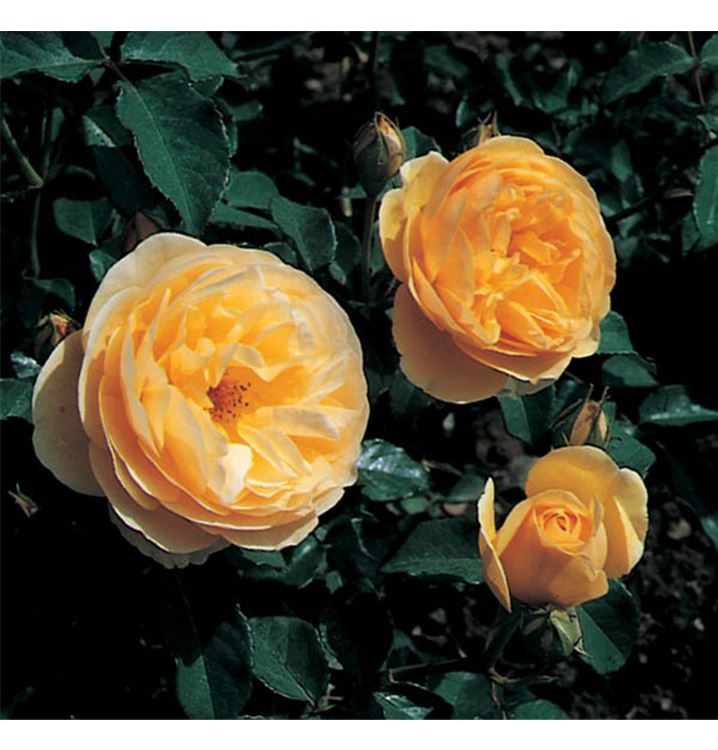 Englische Rose