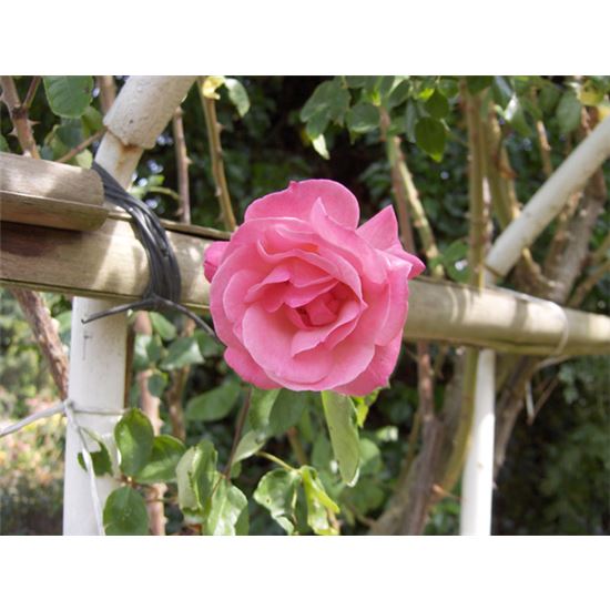 Rosa (Kletterrose) 'Climbing Queen Elizabeth' Rosa (Kletterrose) 'Climbing Queen Elizabeth'