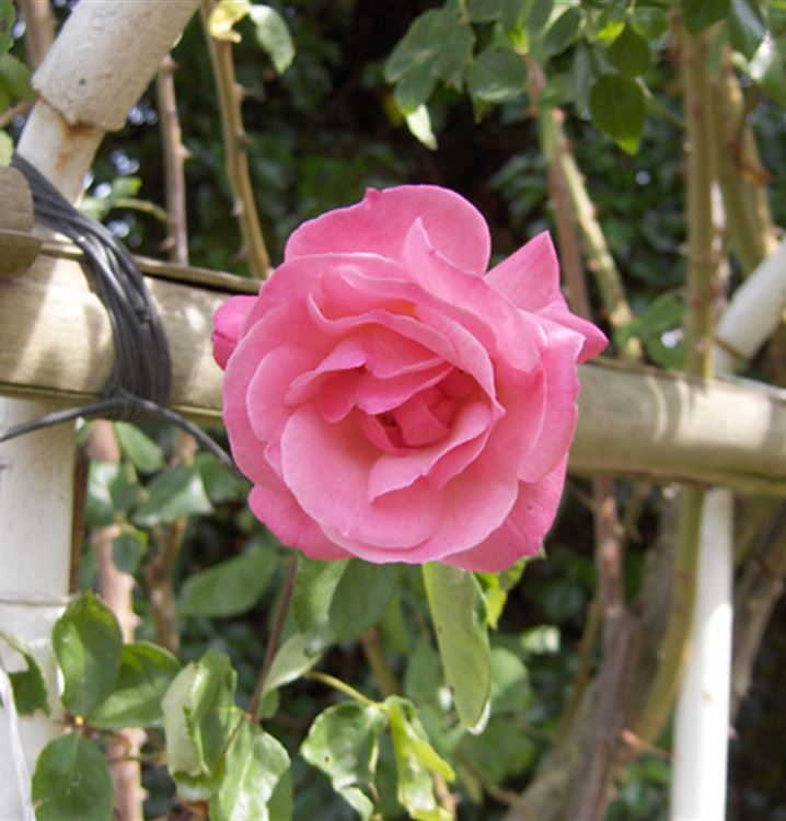 Kletterrose