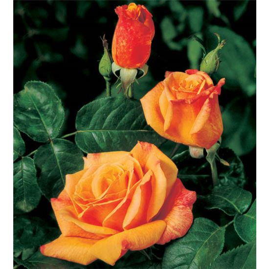 Rosa (Kletterrose) 'Climbing Sutter's Gold'