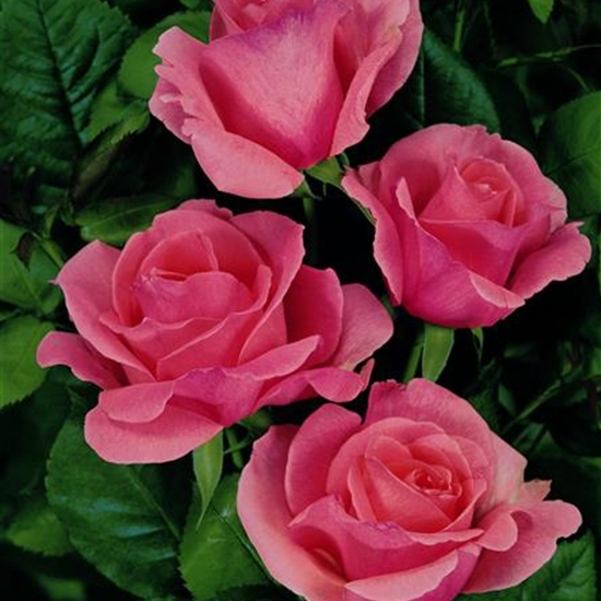 Rosa (Teehybride) 'Piroschka' Rosa (Teehybride) 'Piroschka'