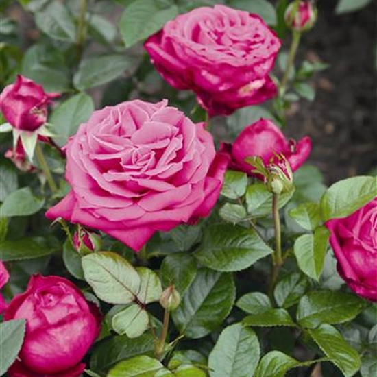 Rosa (Teehybride) 'Senteur Royale' (R) Rosa (Teehybride) 'Senteur Royale' (R)