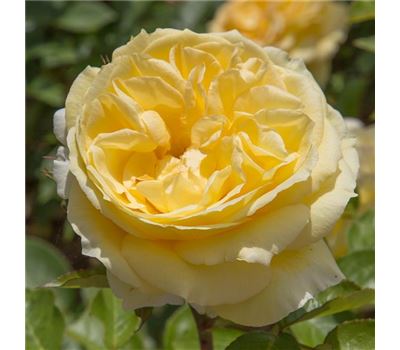 Rosa (Teehybride) 'Gina Lollobrigida' Rosa (Teehybride) 'Gina Lollobrigida'