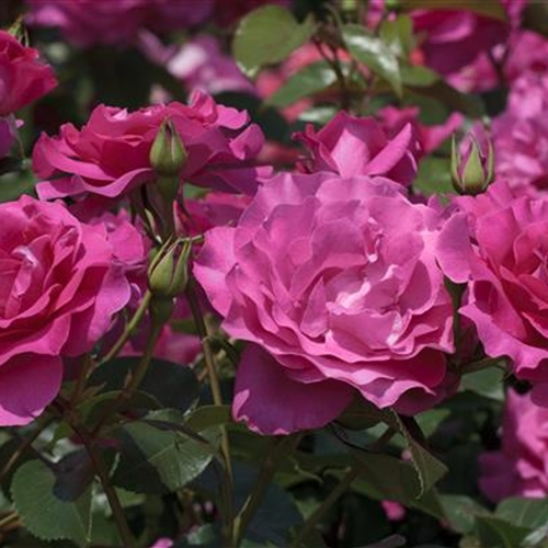 Polyantha- + Floribundarosen Polyantha- + Floribundarosen