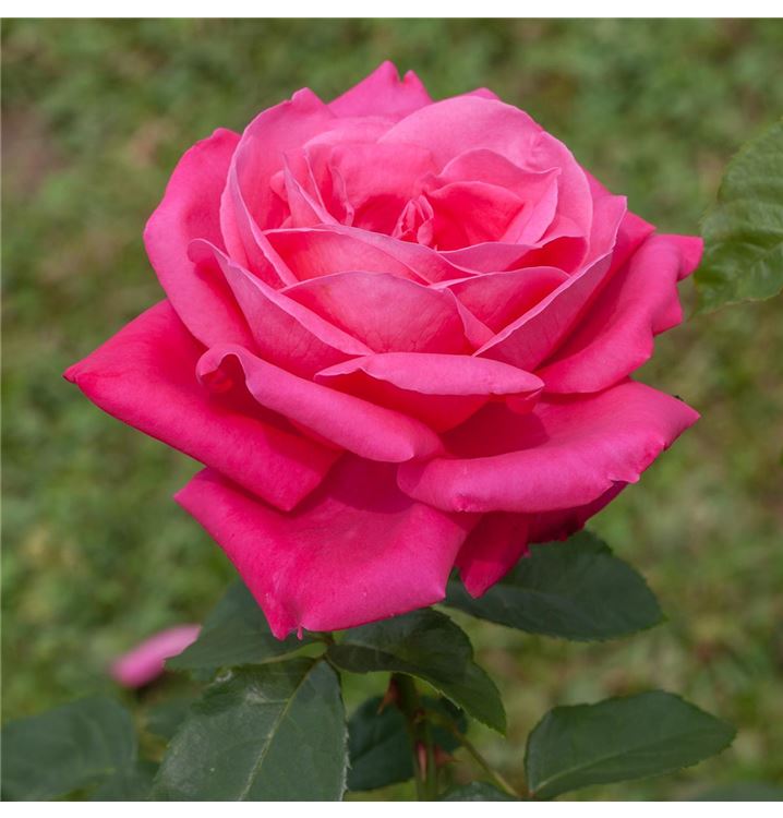 Grossblumige Rose