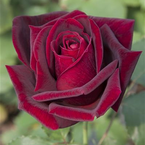 Grossblumige Rosen Grossblumige Rosen