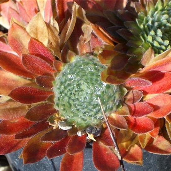 Androsace sarmentosa