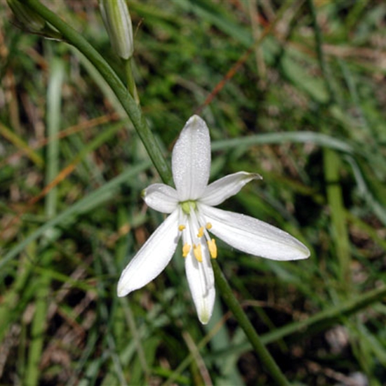 Anthericum liliago Anthericum liliago