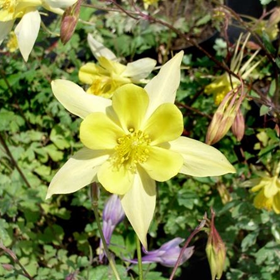 Aquilegia chrysantha 'Yellow Queen' Aquilegia chrysantha 'Yellow Queen'