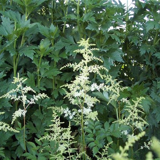 Astilbe (Arendsii-Gruppe) 'Brautschleier' Astilbe (Arendsii-Gruppe) 'Brautschleier'