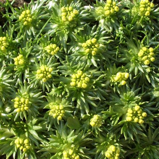 Azorella trifurcata 'Nana'