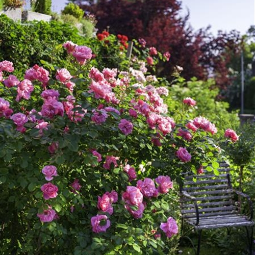 Strauchrosen Strauchrosen