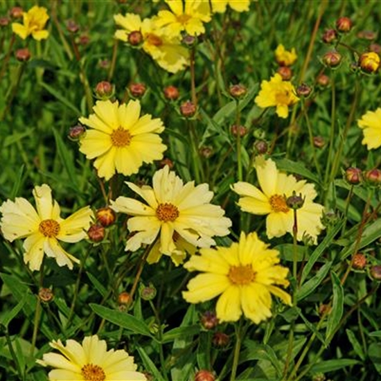 Coreopsis 'Full Moon' Coreopsis 'Full Moon'